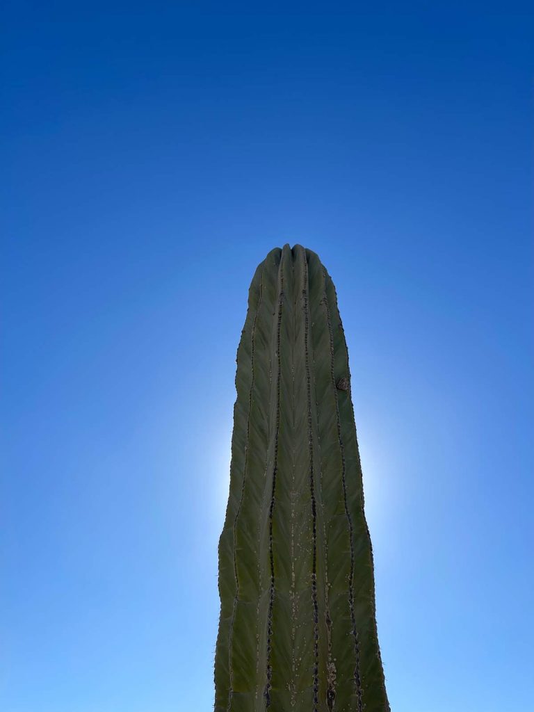 Backlit Cactus