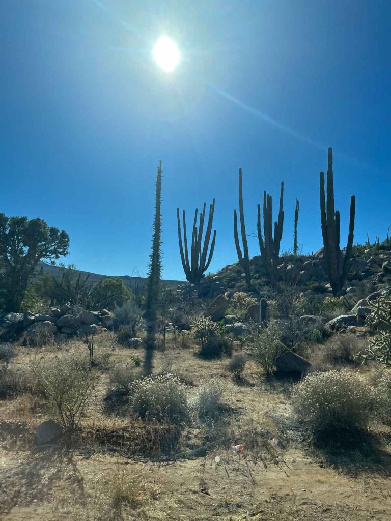 Cacti