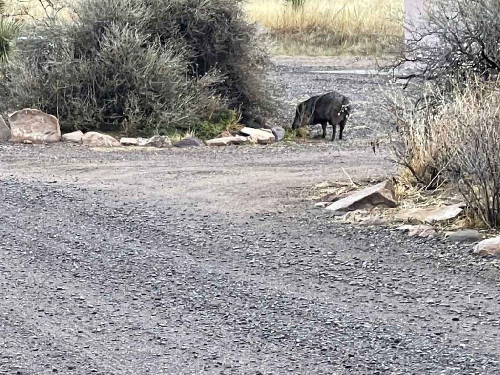 City of Rocks Boar