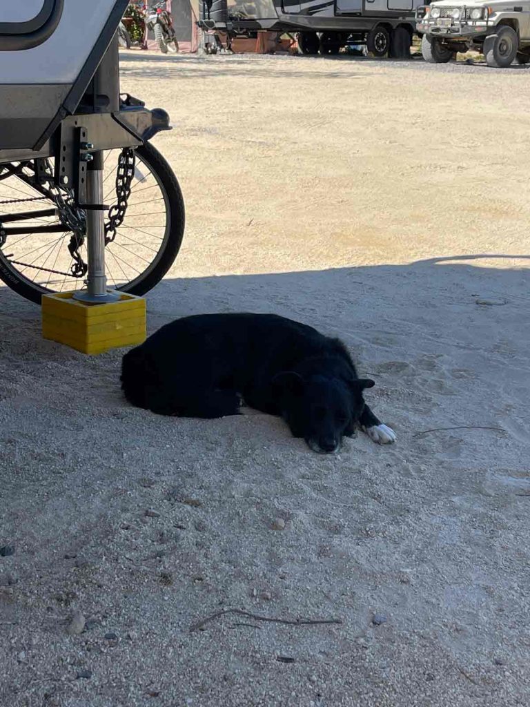 Dog Chilling