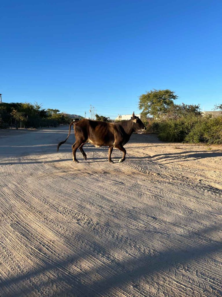 Cow on Road in El Sargento
