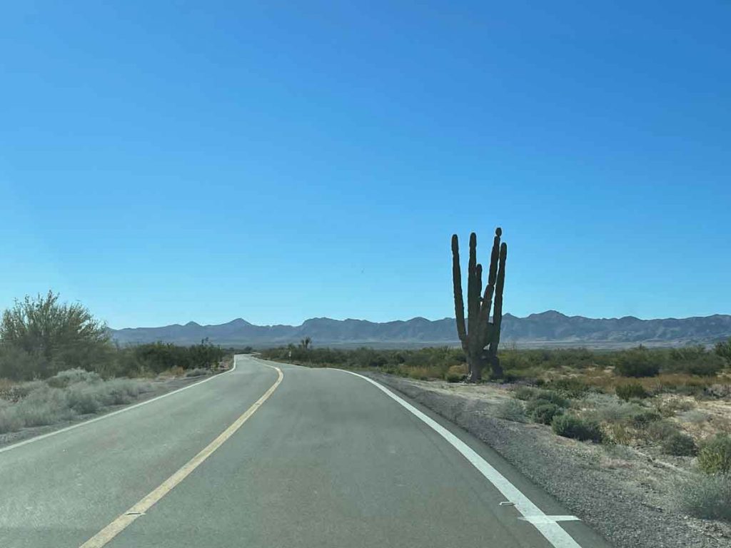Road With Cactus from San Felipe