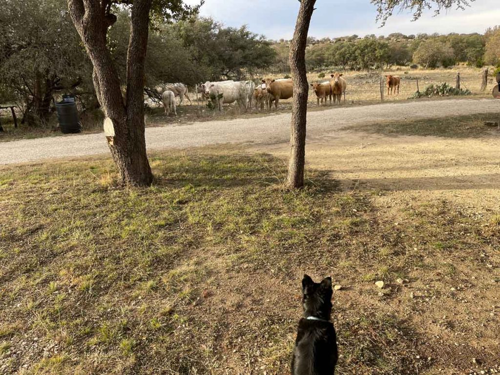 Sonora Caves TX Cows